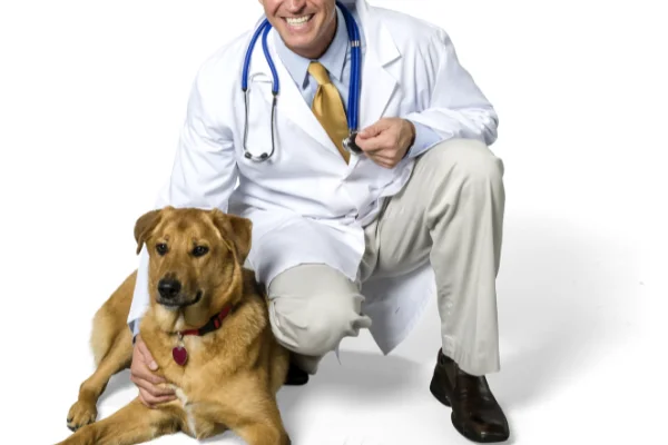 Come diventare un terapista per cani